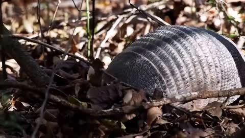 Nine-Banded Armadillo