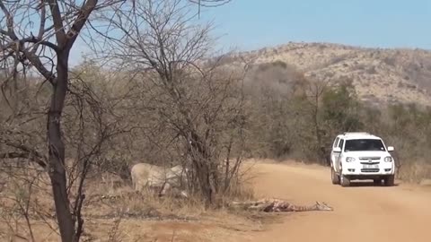 Majestic Defender: Giraffe Kicks Hyenas in the Face to Protect Her Young! 🦒💥🐾"