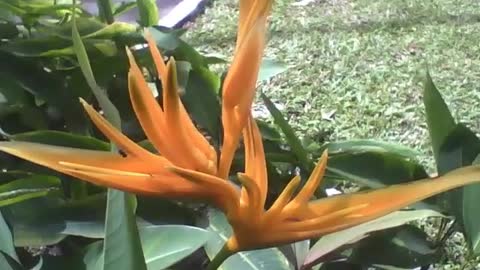 Orange parrot heliconia plant in the park, different and very beautiful! [Nature & Animals]