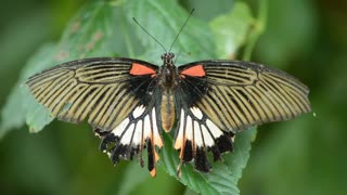 Butterfly Color Nature Fly Animal 🌴🌴🌴🌴