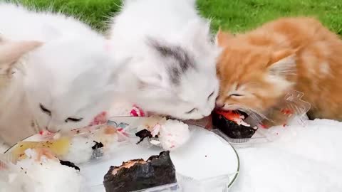 Cute kittens go to a picnic weekend and eating sushi