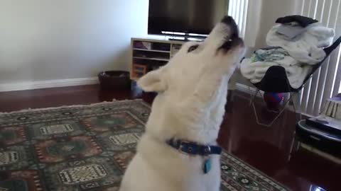 Dogs and Puppies/ Rumble/ Husky howls louder each time squeaky toy makes noise!