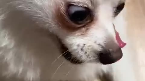 My dog funny video