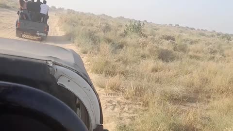 Jangal safari Jaisalmer Rajasthan