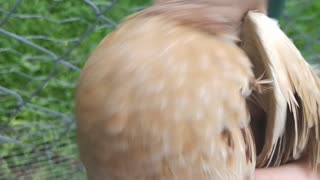 Feather Sexing Italian Coturnix Quail