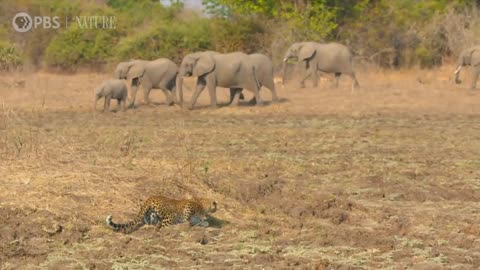 Leopard Hunts Baboon in Broad Daylight