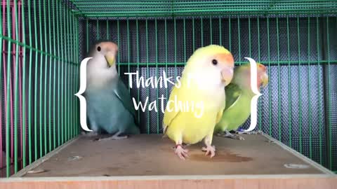 Love Birds Talking And Chirping | Most Beautiful Budgie