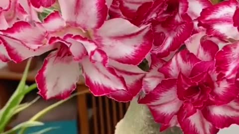 Adenium obesum。it's also called desert rose