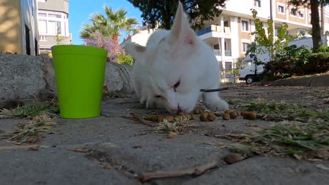 Beautiful white cat with collar wants to play with me