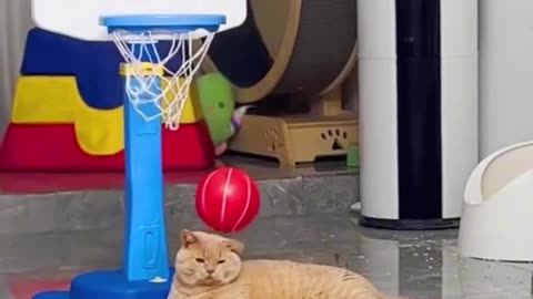 Video Of a Cat Laughing