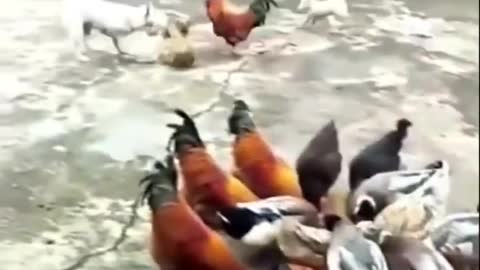 Funny chicken Fight Videos #12