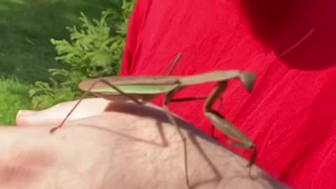 Kittens and a praying mantis