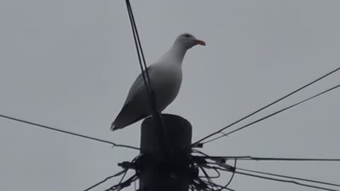 Herring Gull On A Post In Great Britain