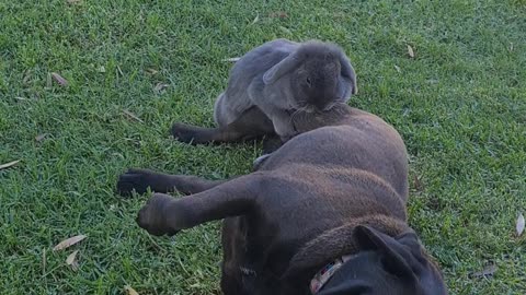 Female Rabbit Shows Affection to Puggle