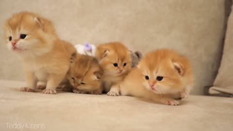 18-day-old British shorthair kittens | ASMR | SO Little Too Cute