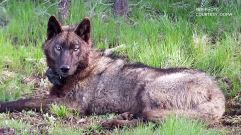 Wolf pup could be 9 weeks old, Colorado biologist says