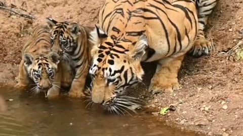 Tigers are drinking.