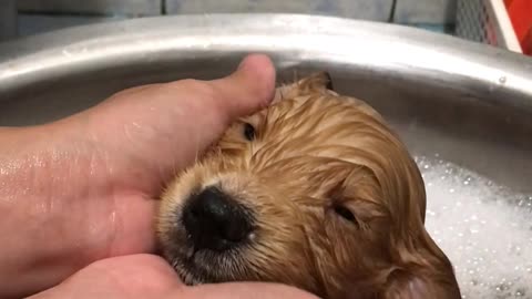 Precious Puppy Takes Her First Bath