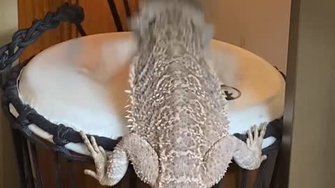 Bearded Dragon Plays a Beat on the Bongo Drum