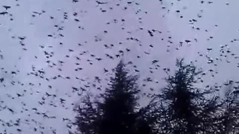 VRANE (CROWS) - detektori zaraze etera