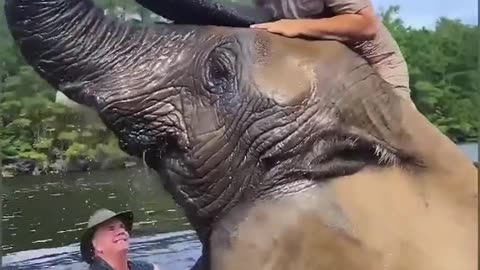 Largest Aferican Elephant Ever