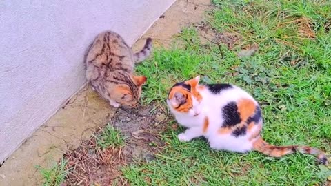 Cute kitten and cute cat eating food 🥰