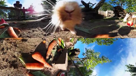 Cute Bunnies Breakfast - 360 Video