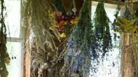 Herbs Associated with Dream Magick