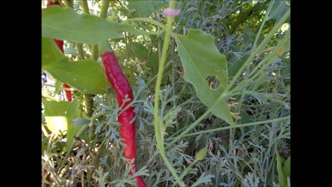 Fire Cider Peppers Cayenne Pepper Sept 2022