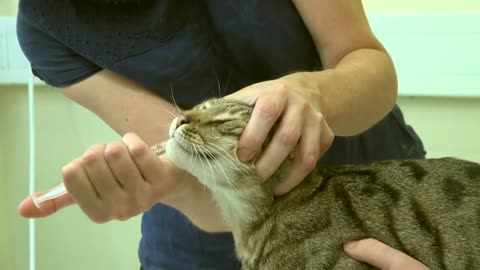 Giving a cat a tablet using a pill popper