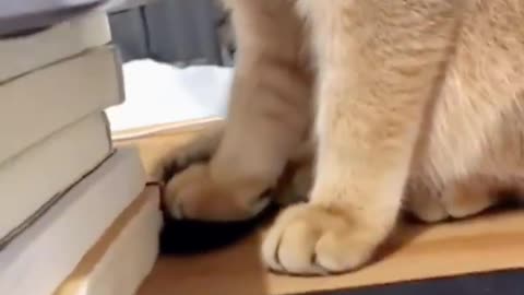 😹Daily Life Of Cats Is A Comedy🧡 | Funny Cats Viral Videos🥰 | Animals LOL Moments #funnycats #shorts