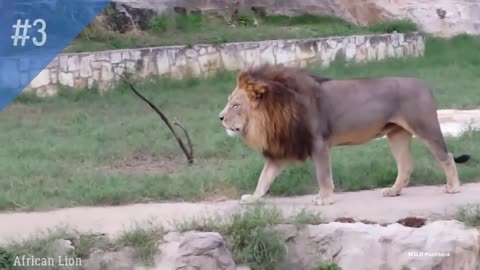 Tiger Roar VS Lion Roar - Big Cats Roar