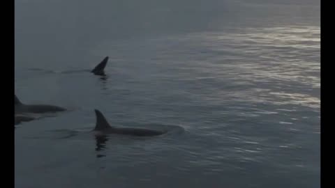 orcas swimming