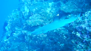 Sharks up close