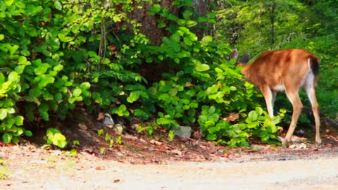 A sight of deer eating from the trees