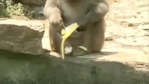 Hilarious Monkey Loses Banana in Water - Unbelievable Moment! 🐒🍌