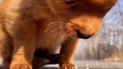 🔴 Amazing Funny Video Cats & Dogs #1