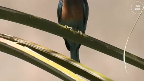 Sharp-billed bird