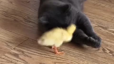 Cat fight with duck