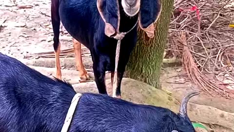 The goats are busy eating grass