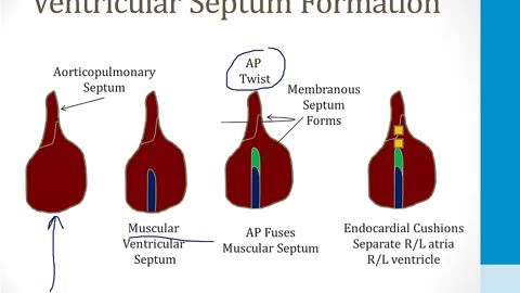 Cardiology - 7. The Developing Heart - 1.Cardiac Embryology