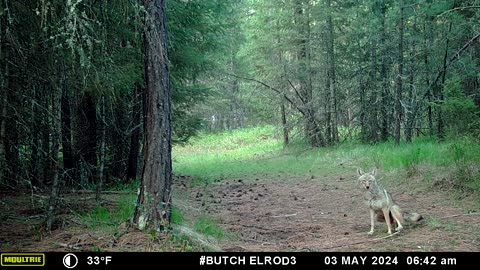 Coyote Pair