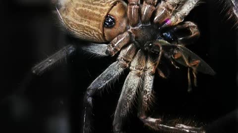 Huntsman Spider Enjoys a Feast on Window