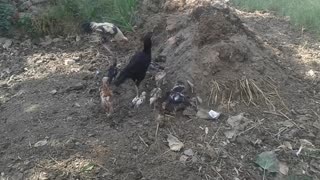 family of henss eating food