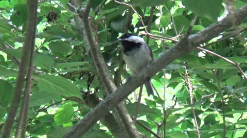 Chickadee