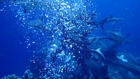 Shark feeding at Australian Great Barrier Reef 2