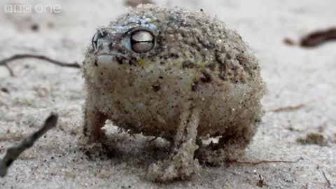 Adorable sqeuaking little frog