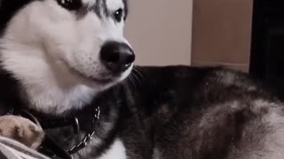 Crix the Husky Likes to Talk