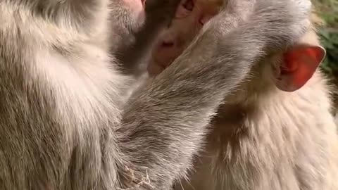 Cute monkey take care baby video || Monkey cute care baby shallow video #shorts #carebabymonkey