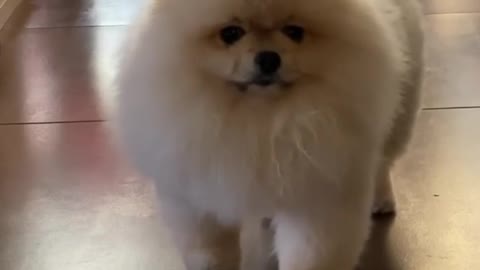 Pomerian dog in stealth mode, cutest puppy ever